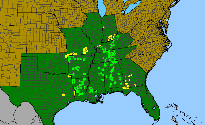 The range of Tragia cordata